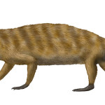 Probelesodon, ein triadischer Cynodontier