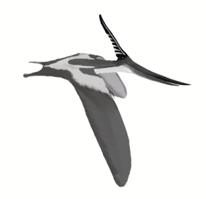 Pteranodon longiceps (Bild: Wikimedia User Matt Martyniuk)