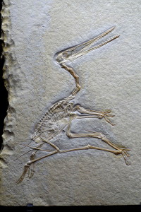 Pterodactylus_kochi, Naturhistorisches Museum, Braunschweig, Germany.