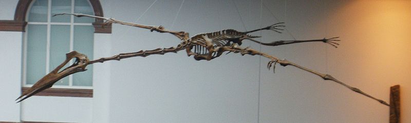 Quetzalcoatlus, Senckenberg Museum Frankfurt