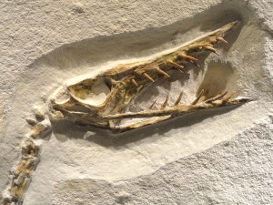 Ramphorhynchus spec. später Jura, Solnhofen, Eichstatt, Germany