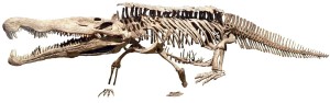 Redondasaurus bermani