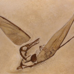 Nachbildung Rhamphorhynchus munsteri aus Eichstätt mit Abdrücken der Flughaut