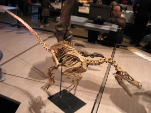Velociraptor spec.