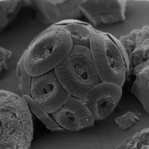 Coccolithus pelagicus