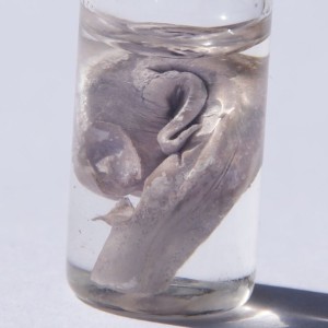 Natrium